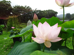 20240703花5