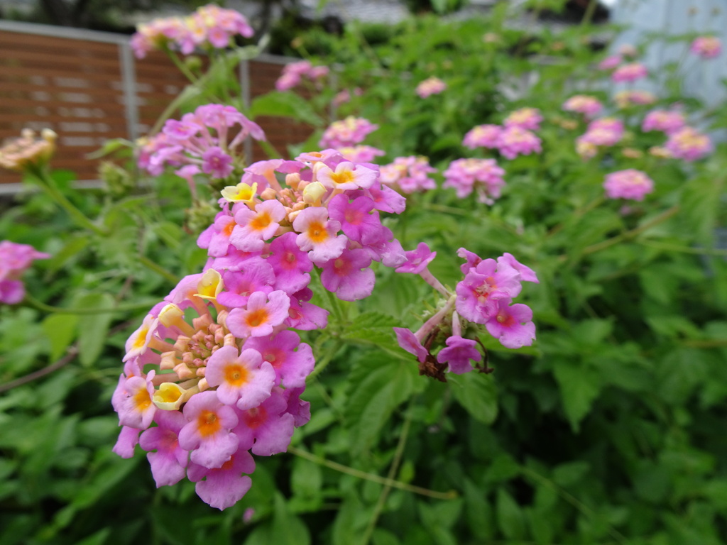 20240531花