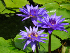 20240811花8