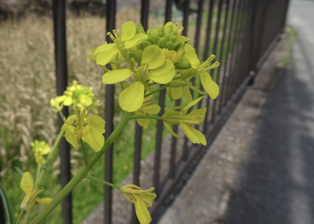 20240407花34