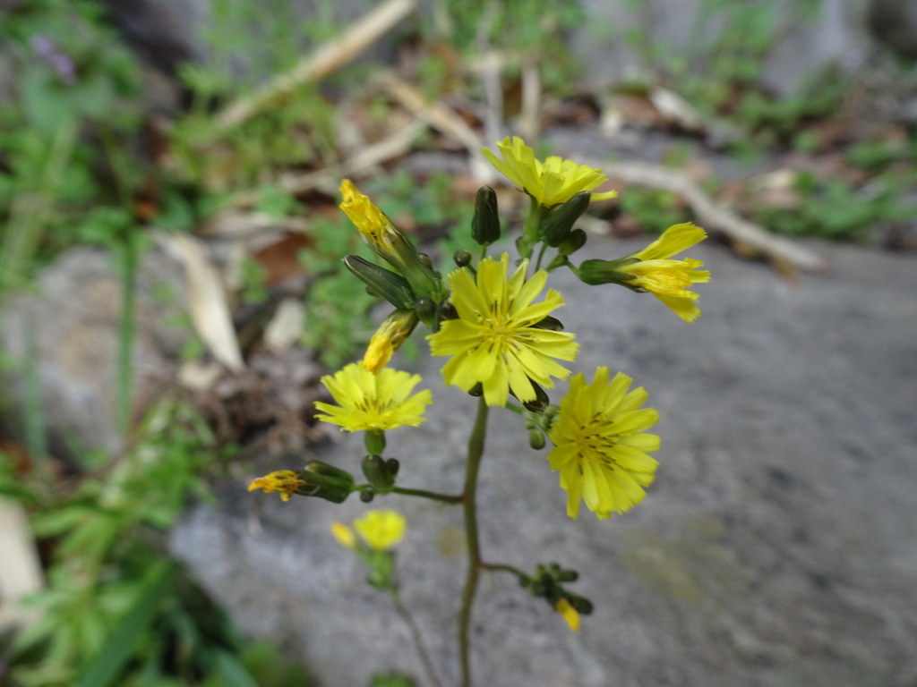 20240331花3