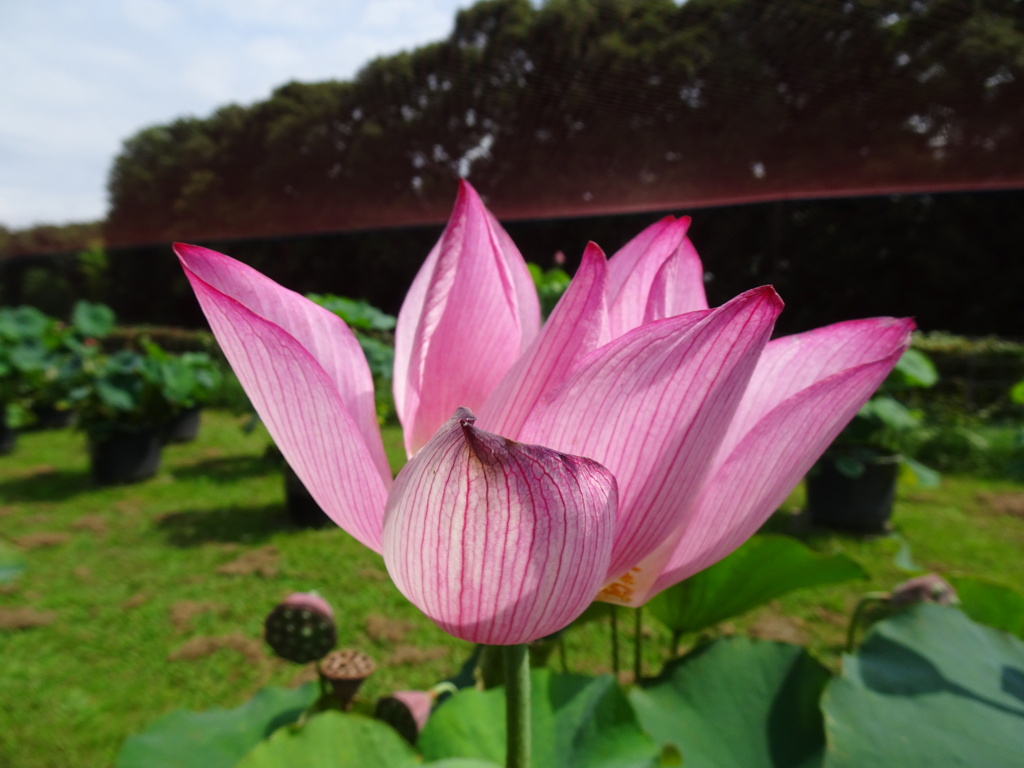 20240720花9