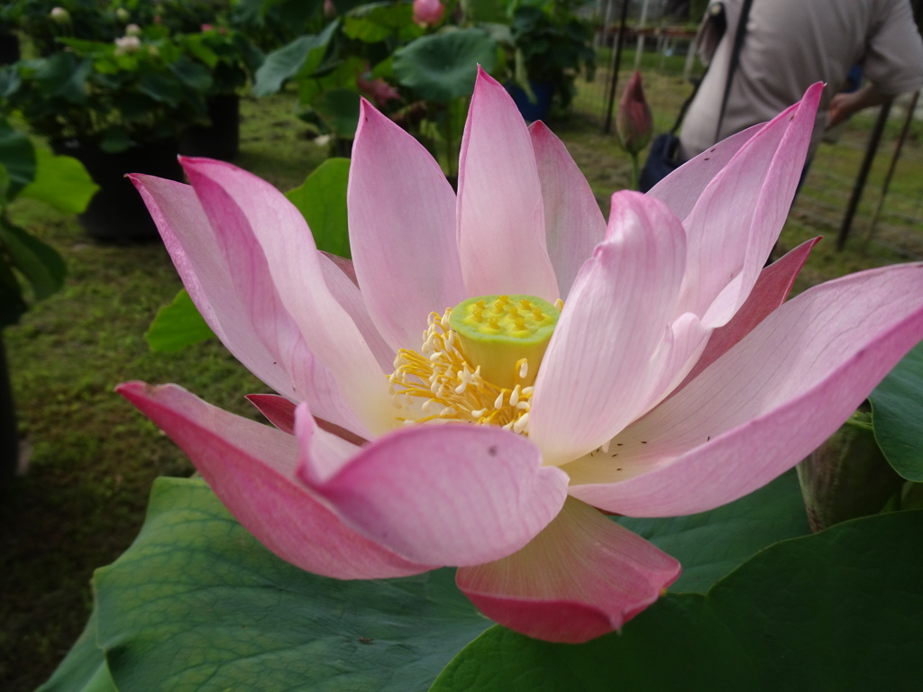 20240706花3