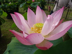 20240706花3