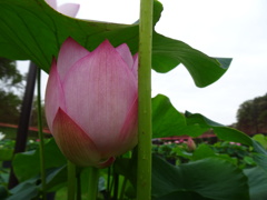 20240627花12