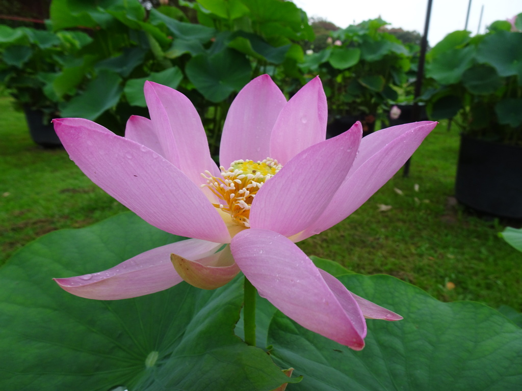 20240623花18
