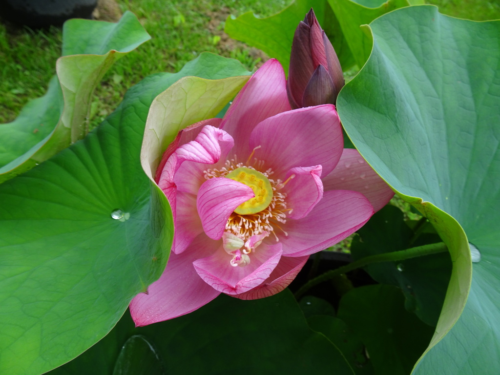 20240623花6