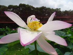 20240703花2