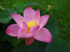 20240627花14
