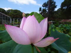 20240721花6