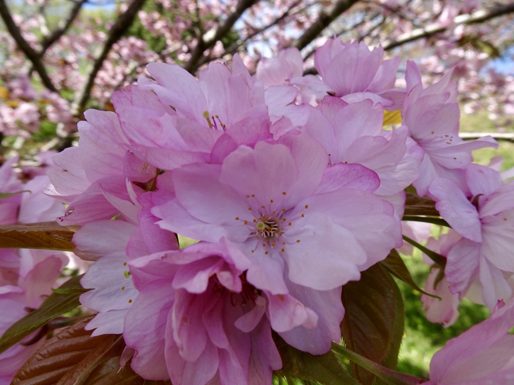 20240412花26