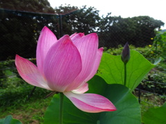 20240721花8