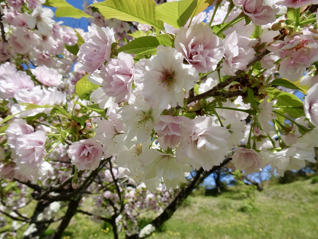 20240412花5