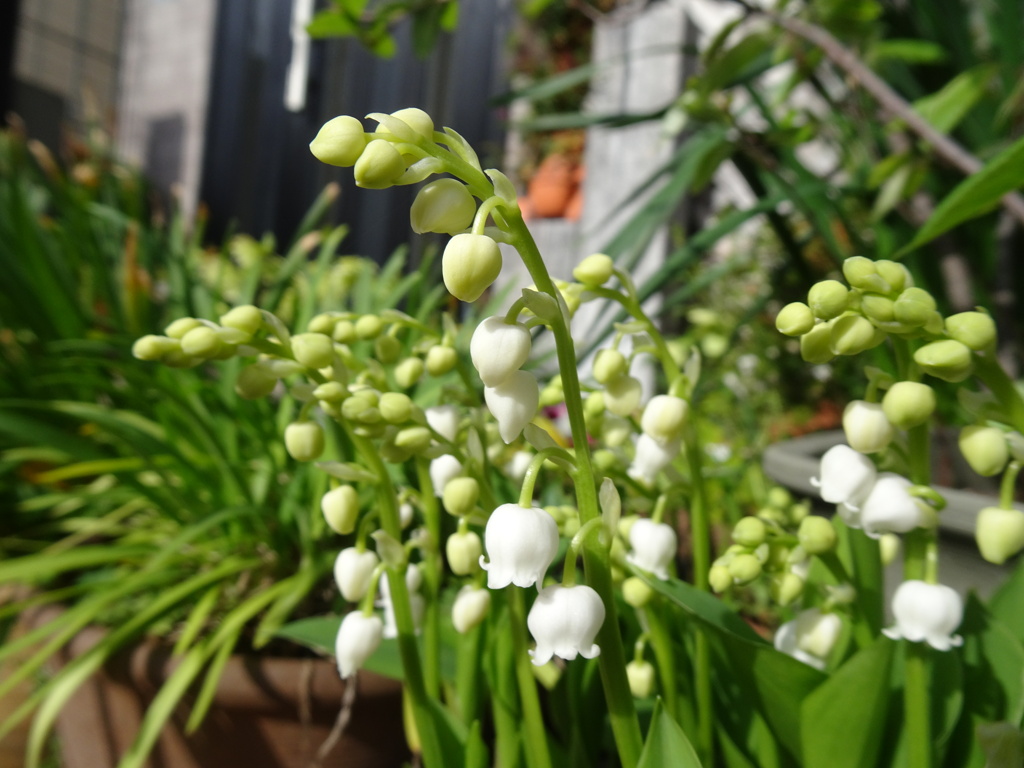20240420花4