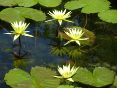 20240801花11