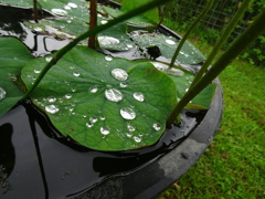 20240623花15