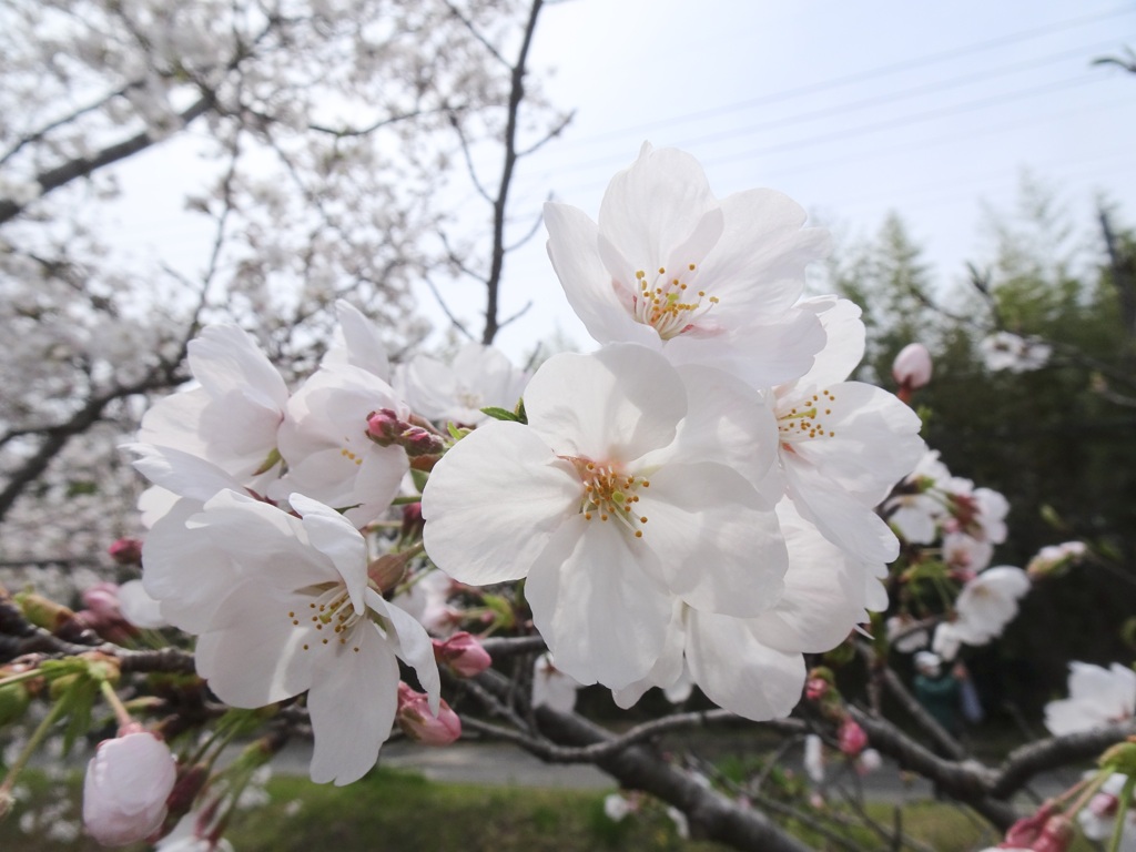 20240405花3