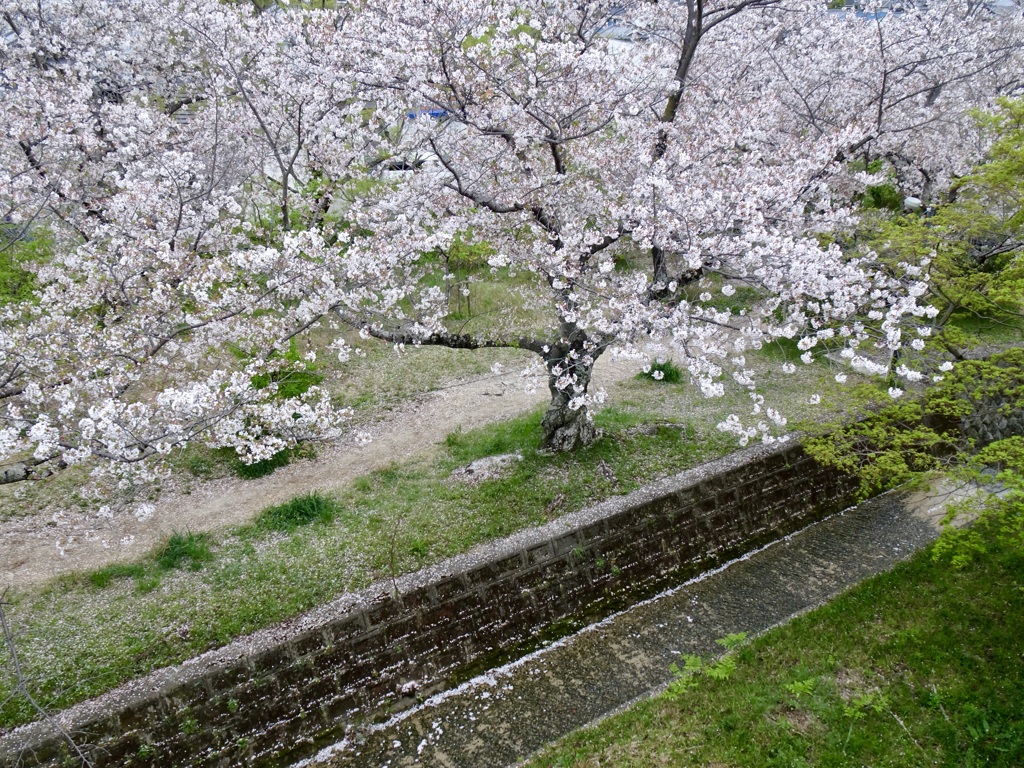 20240411花10