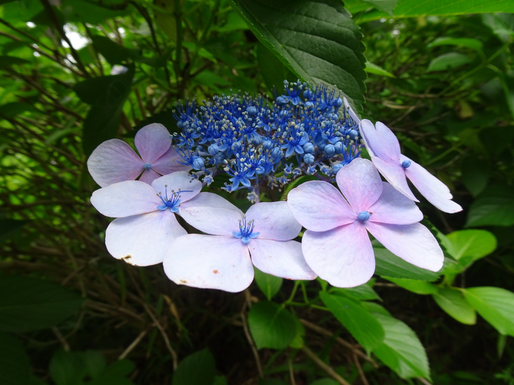 20240627花38