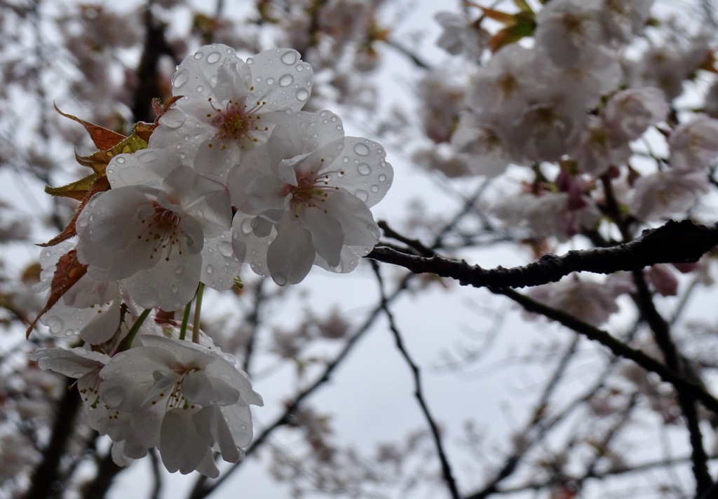 20240403花