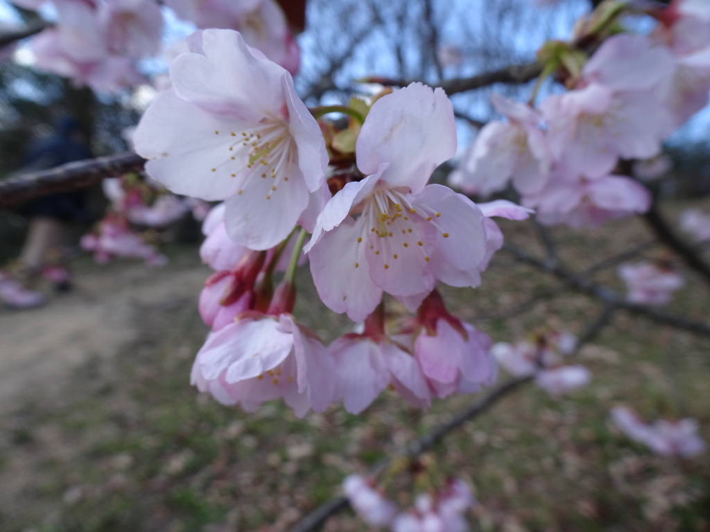 20240310花11