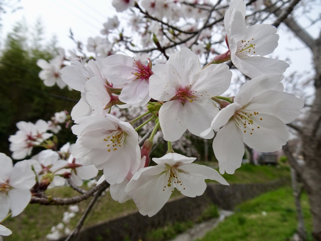 20240402花11