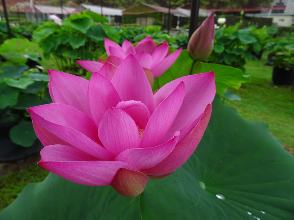 20240623花23