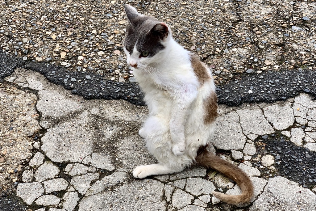 20190424木津川市03