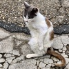 20190424木津川市03