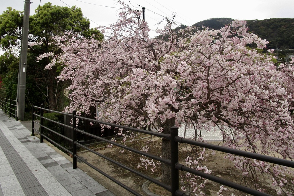 20180405萩市29