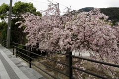 20180405萩市29