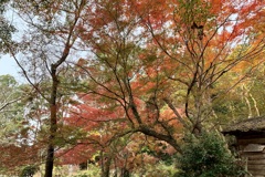 20191124左京区23