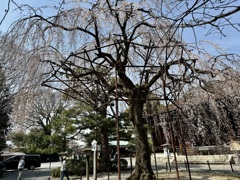 20240330上京区12