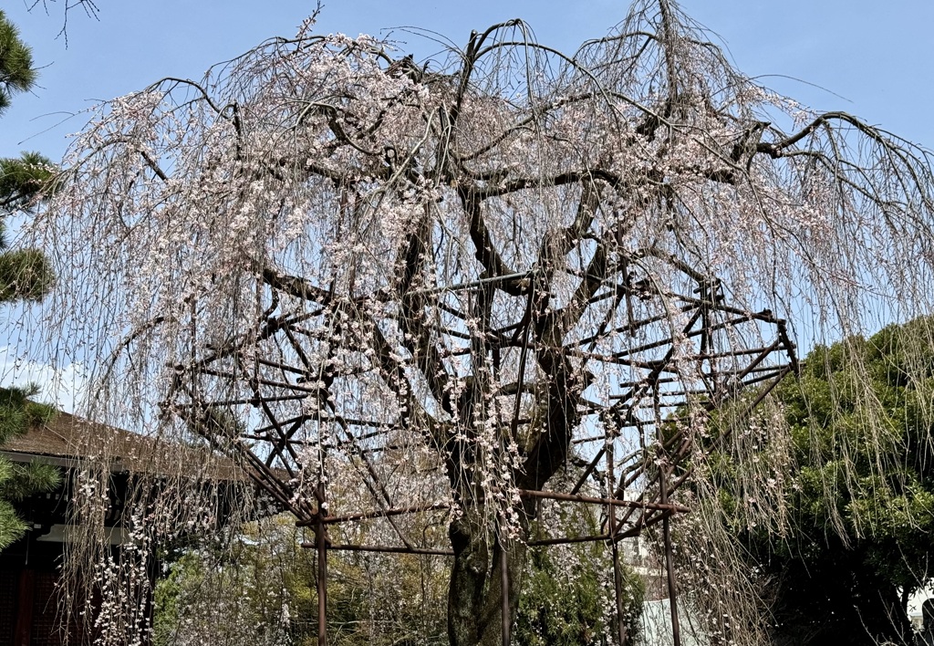 20240330上京区07