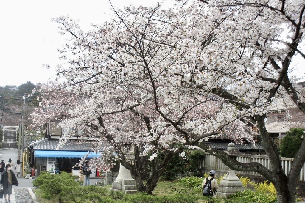 20190331左京区06
