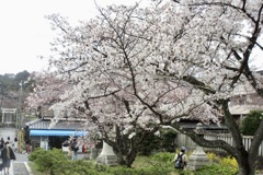 20190331左京区06