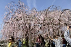20190418東山区01