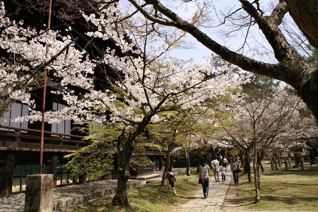 20080406左京区11
