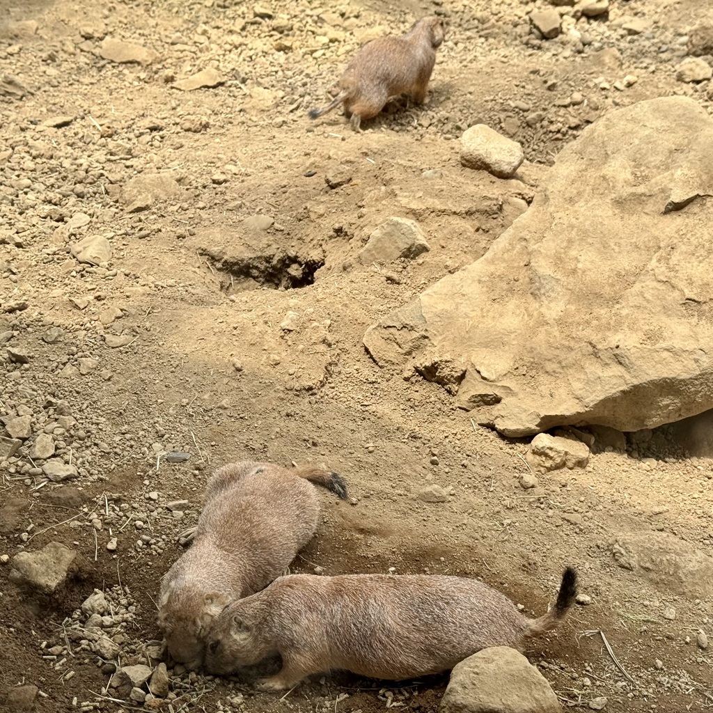 20250704那須町02