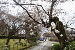 20190331左京区08