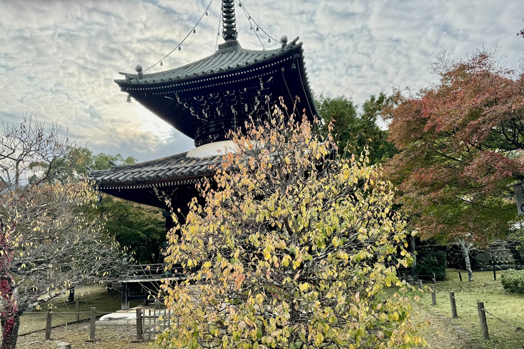 20241117右京区05