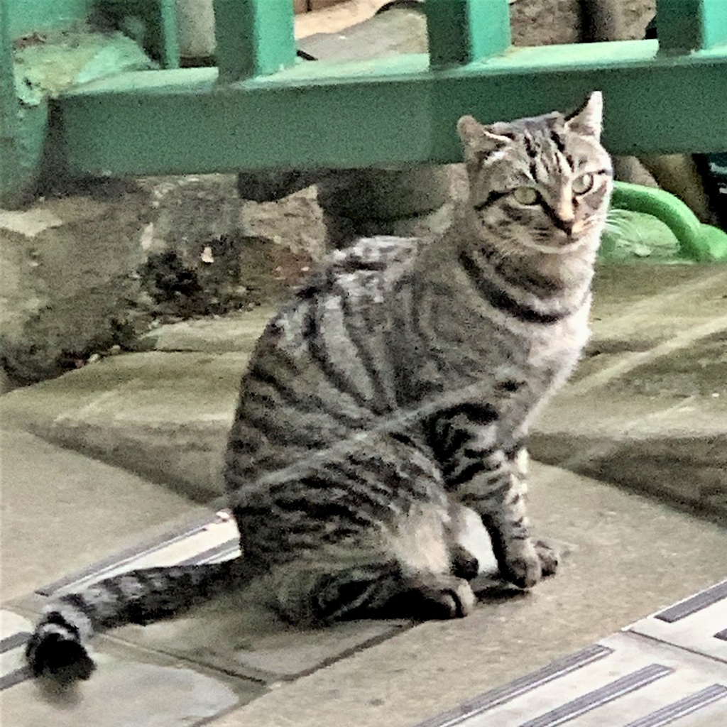 20191222左京区01