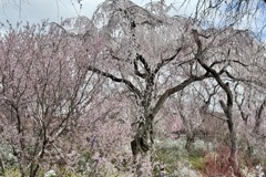 20250404京都市北区20