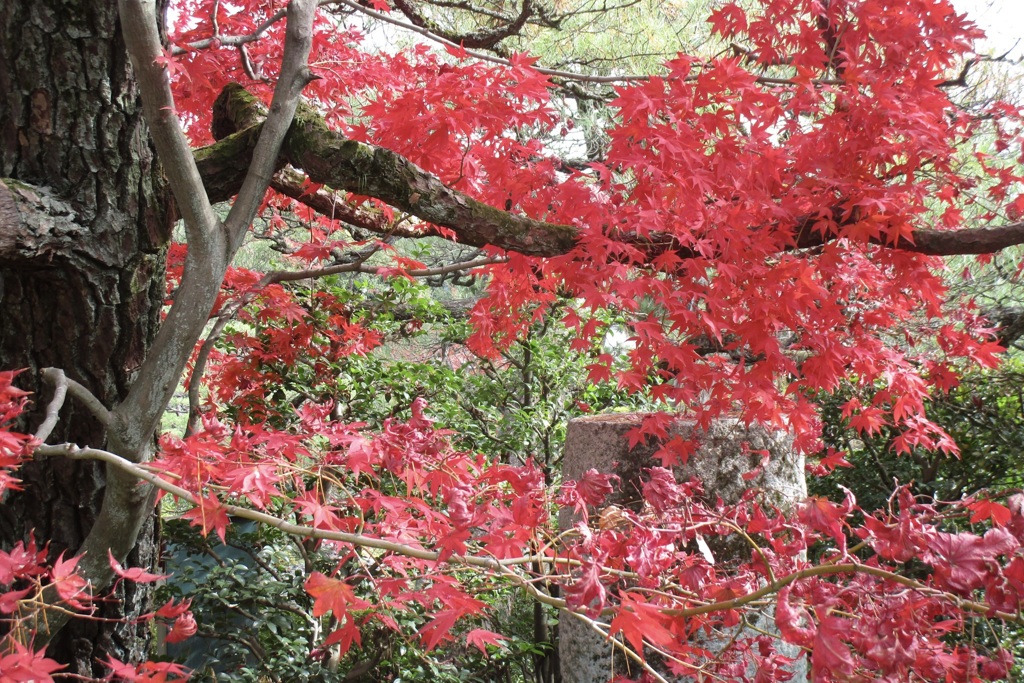 20181124左京区26