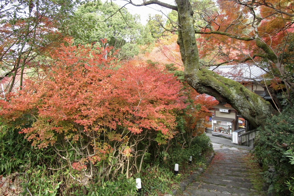 20181130東山区09