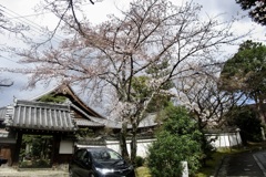 20190331左京区07