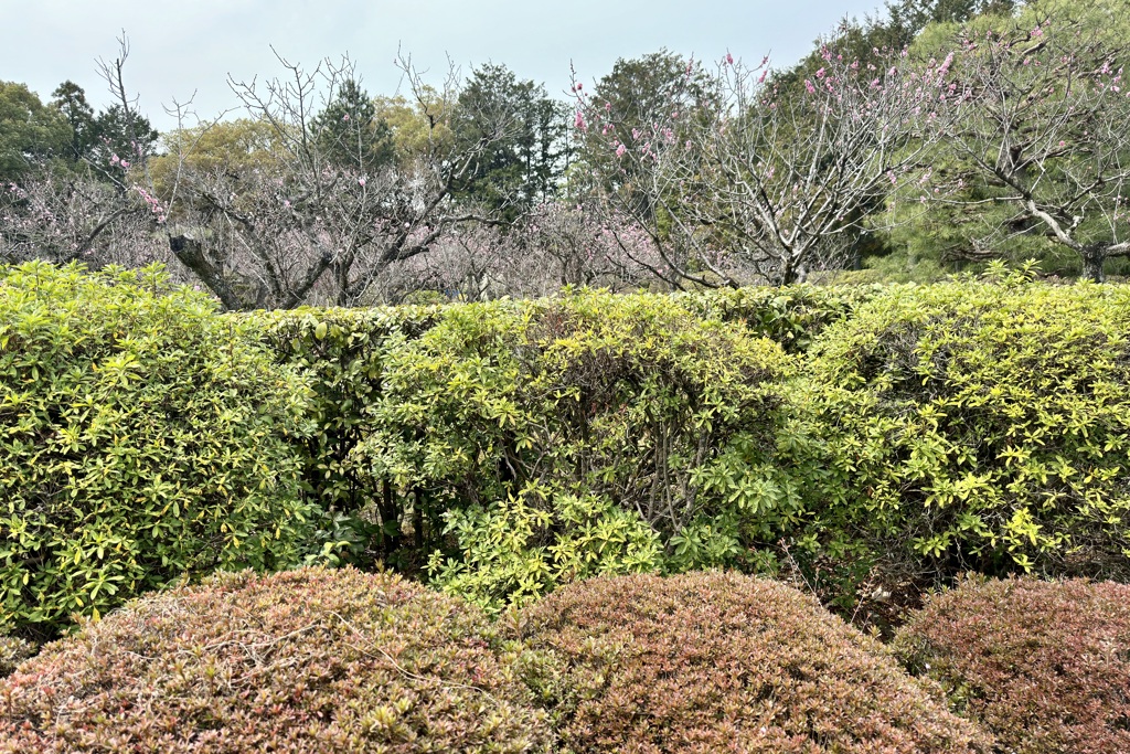 20240402山科区05