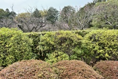 20240402山科区05