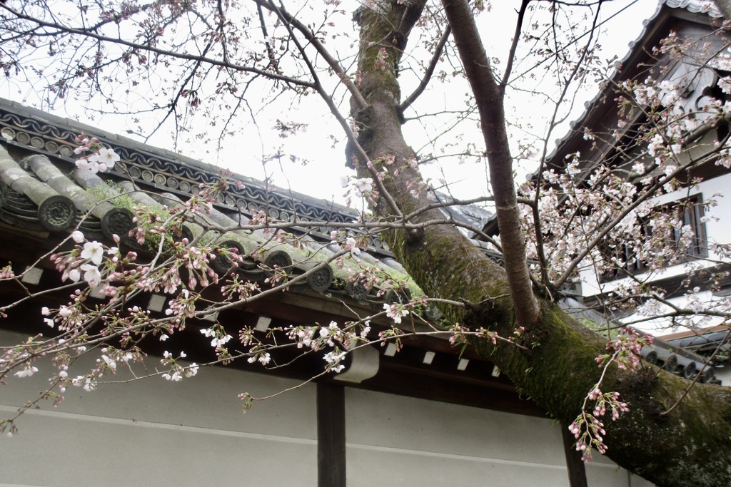 20190331左京区04