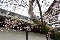 20190331左京区04
